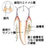 歯周病について